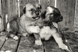 New born cute kangal puppies barely walks but playing in their kennel. Shot with Fuji XE1 with 27mm prime lens at high iso to compansate low light condition.