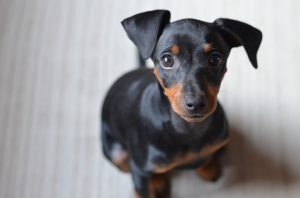 Portrait of a 4 months old female dog.