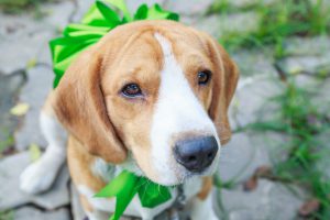 Beagle dog present with big green bow