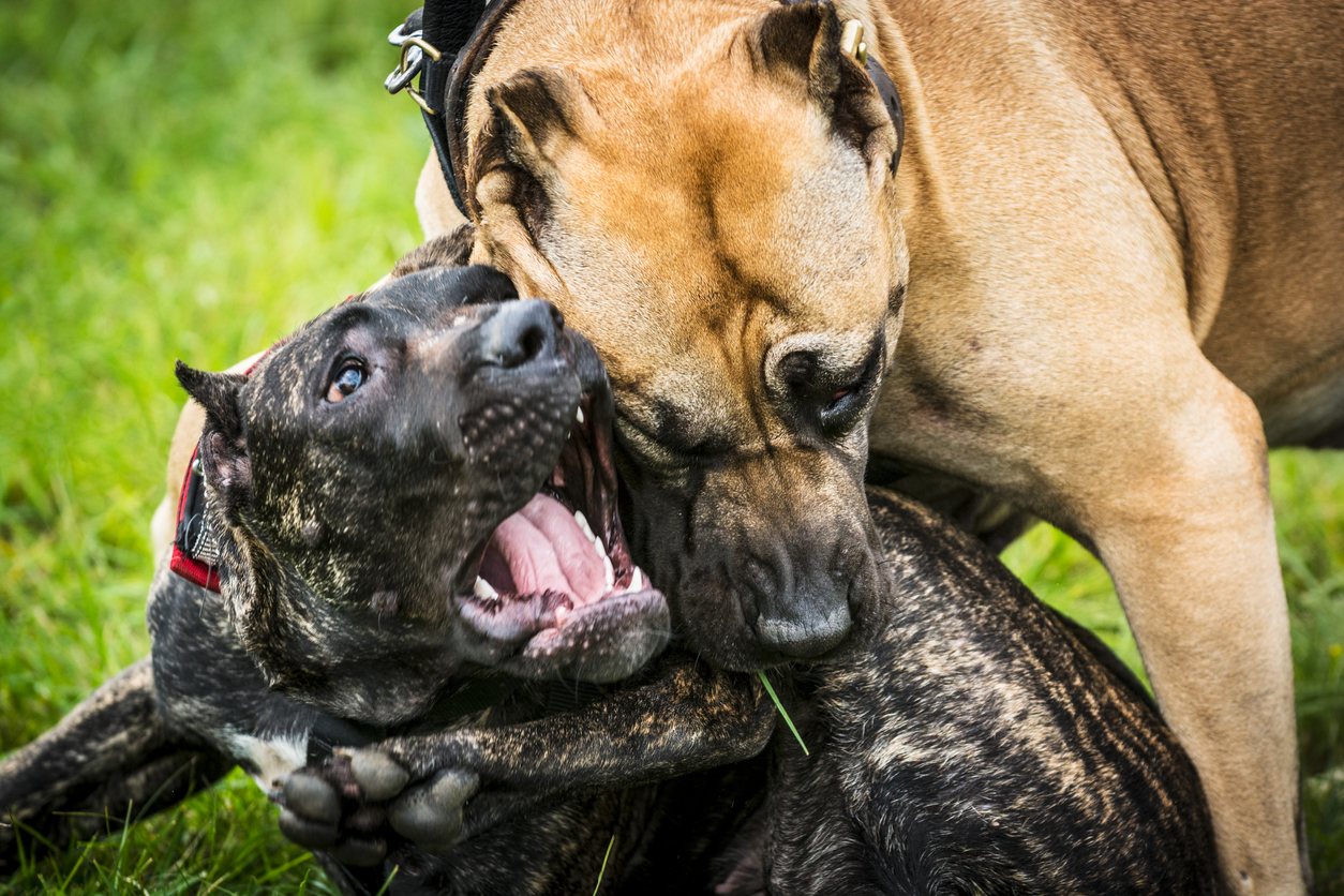 Hundslagsmål kan vara skrämmande"