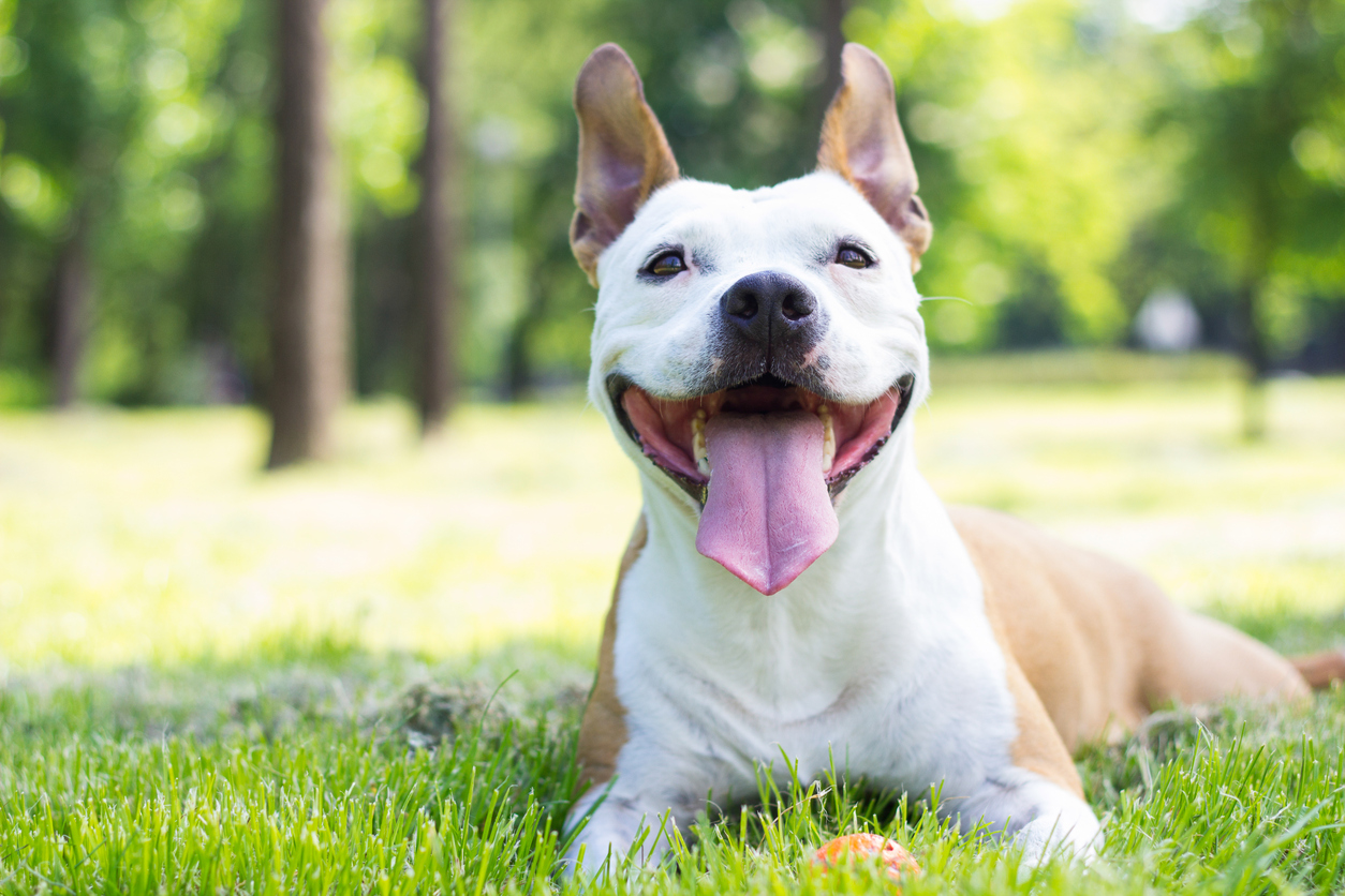 Vad hände med Cesar Millan?