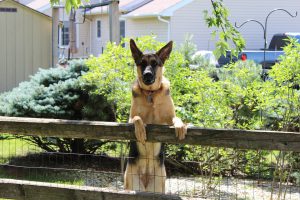 dog-1032612_960_720