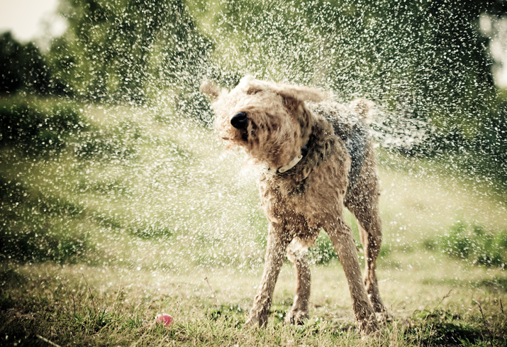 Så skyddar du hunden från värmen